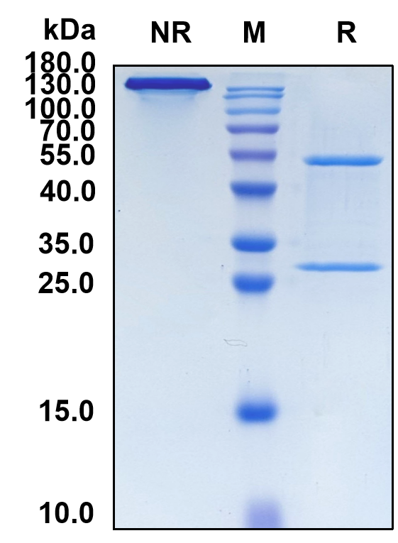 Milatuzumab (Biosimilar Reference Antibody) (CD74)