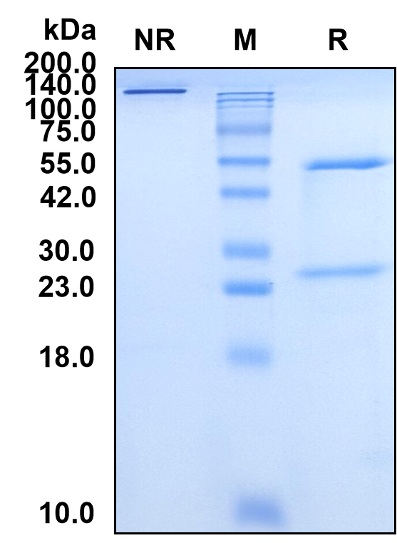 Mogamulizumab (Biosimilar Reference Antibody) (CCR4)