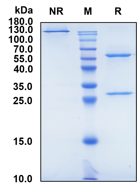 Monalizumab (Biosimilar Reference Antibody) (KLRC1)