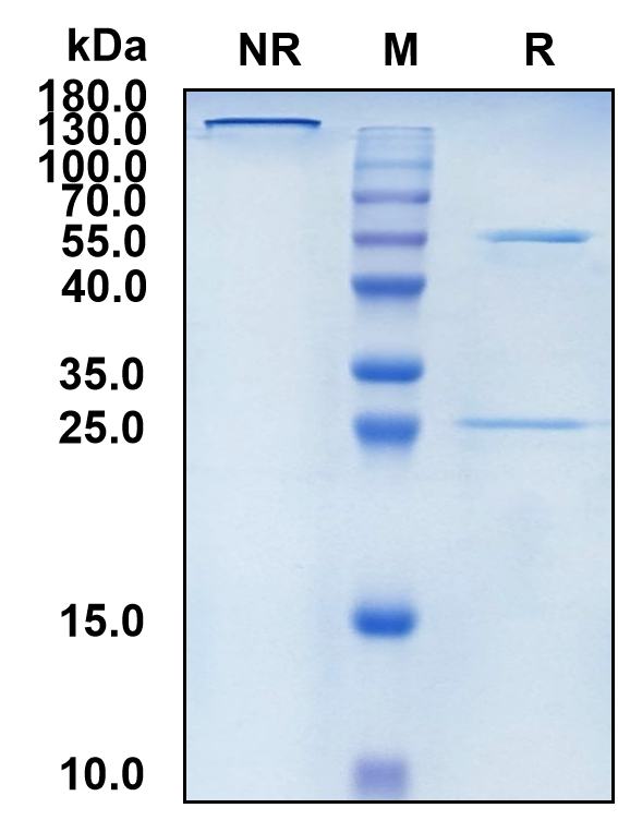 Murlentamab (Biosimilar Reference Antibody) (AMHR2)