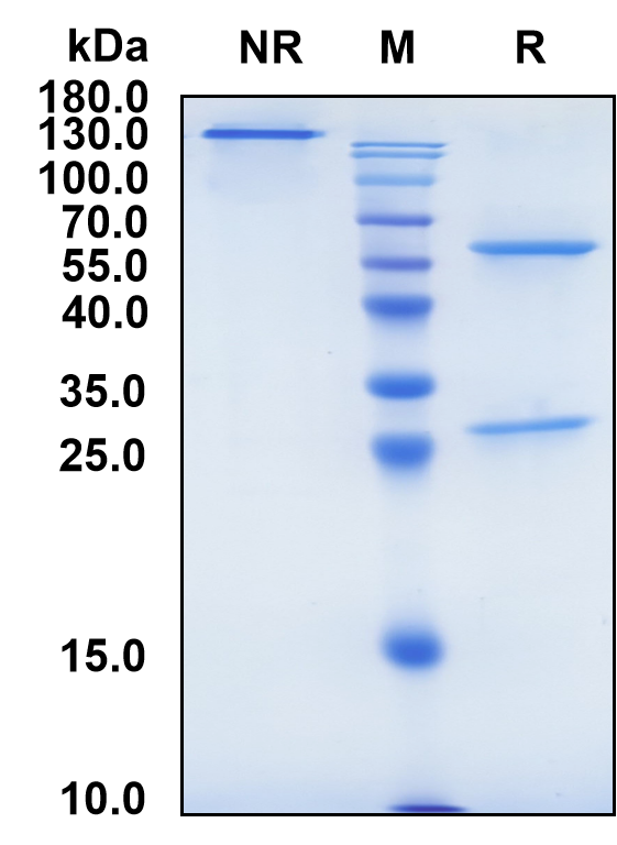 Nadecnemab (Biosimilar Reference Antibody) (GFRA3)