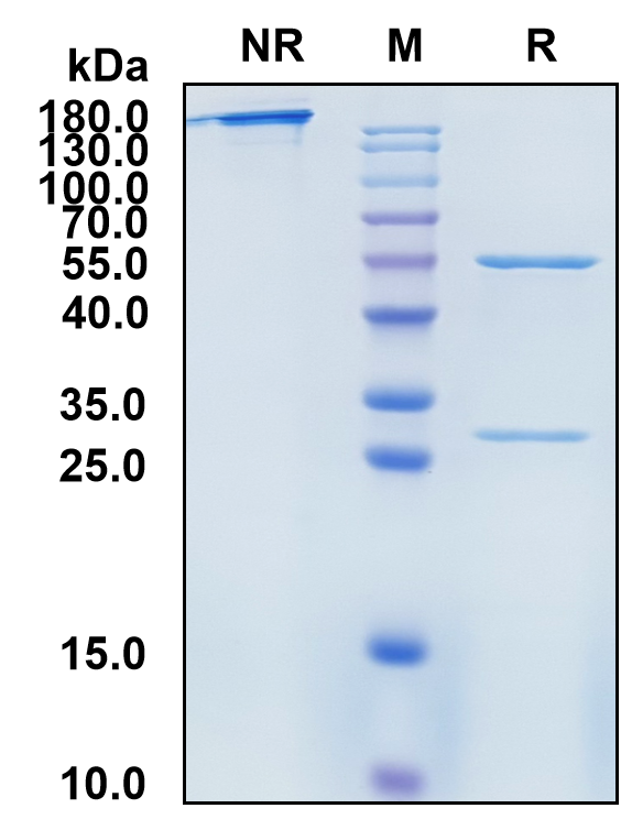 Nadunolimab (Biosimilar Reference Antibody) (IL1RAP)
