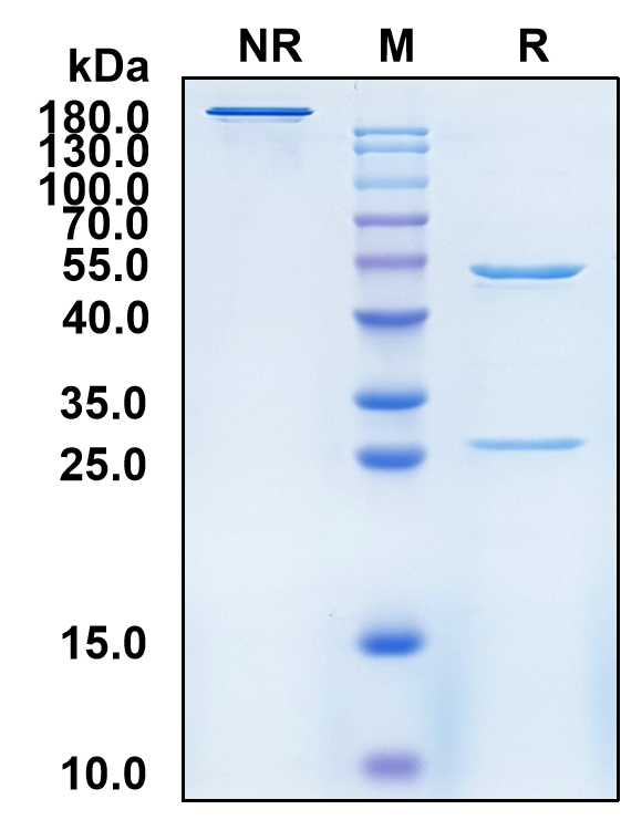 Naratuximab (Biosimilar Reference Antibody) (CD37)