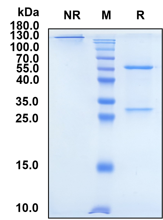 Narsoplimab (Biosimilar Reference Antibody) (MASP2)
