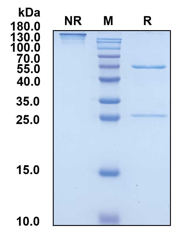 Nelistotug (Biosimilar Reference Antibody) (CD96)