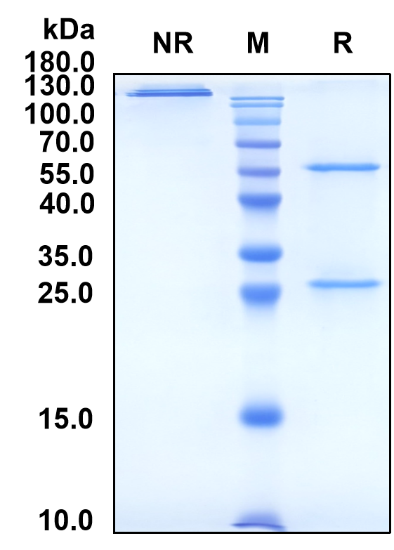Nelmastobart (Biosimilar Reference Antibody) (BTN1A1)