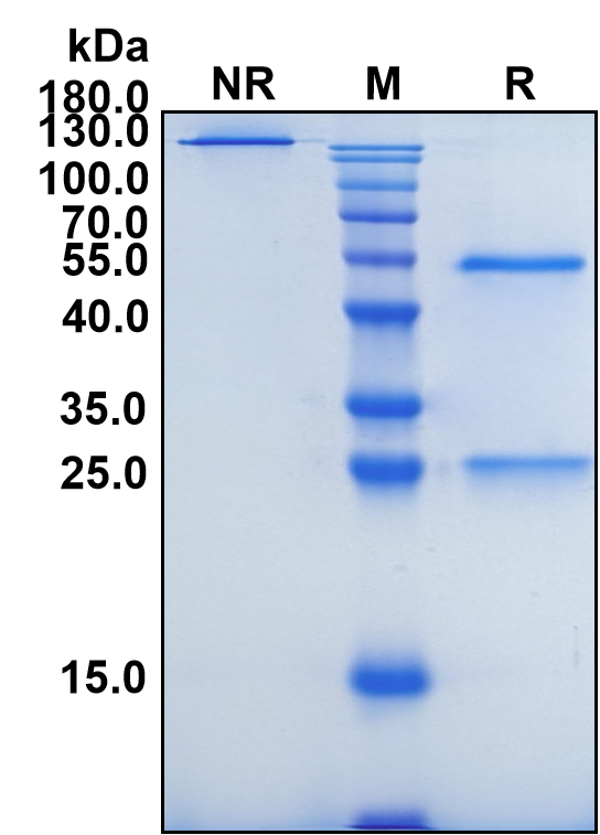 Nemolizumab (Biosimilar Reference Antibody) (IL31RA)