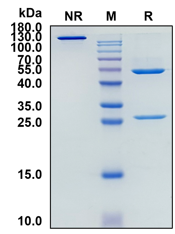 Nesvacumab (Biosimilar Reference Antibody) (ANGPT2)