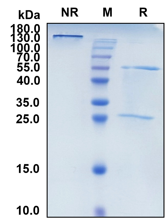 Nipocalimab (Biosimilar Reference Antibody) (FCGRT)