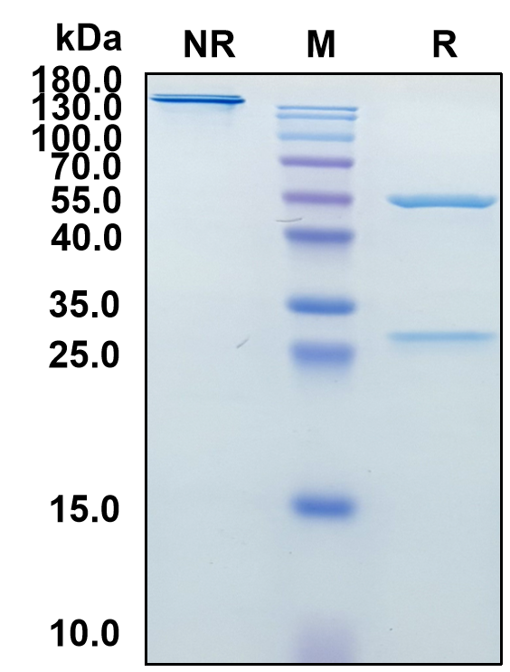 Nolavetbart (Biosimilar Reference Antibody) (IL31RA (Canine))