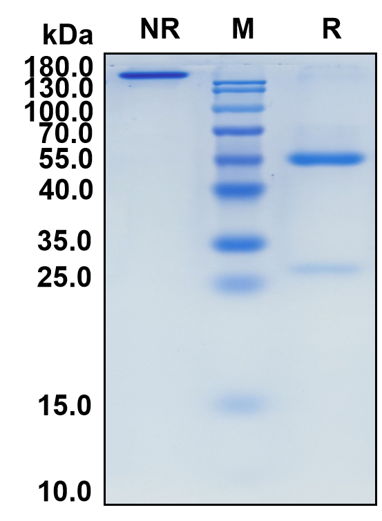Oberotatug (Biosimilar Reference Antibody) (LY75)