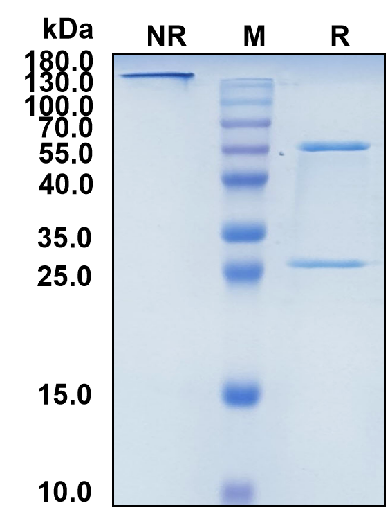 Ocaratuzumab (Biosimilar Reference Antibody) (MS4A1)