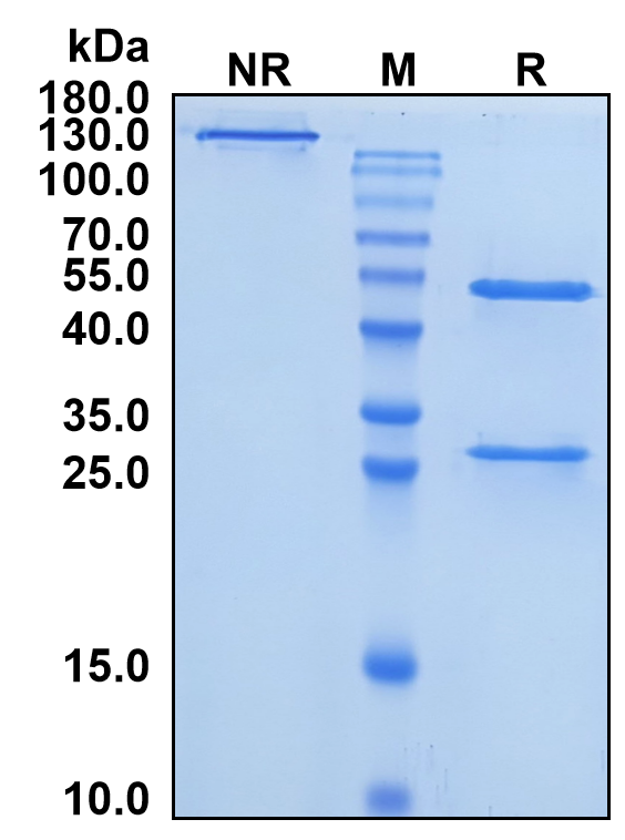 Odesivimab (Biosimilar Reference Antibody) (Zaire Ebolavirus Glycoprotein)