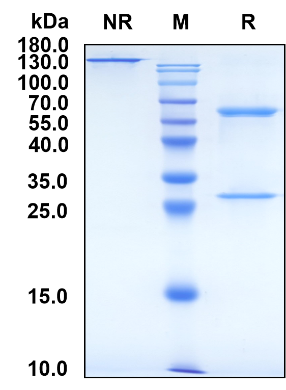 Olaratumab (Biosimilar Reference Antibody) (PDGFRA)