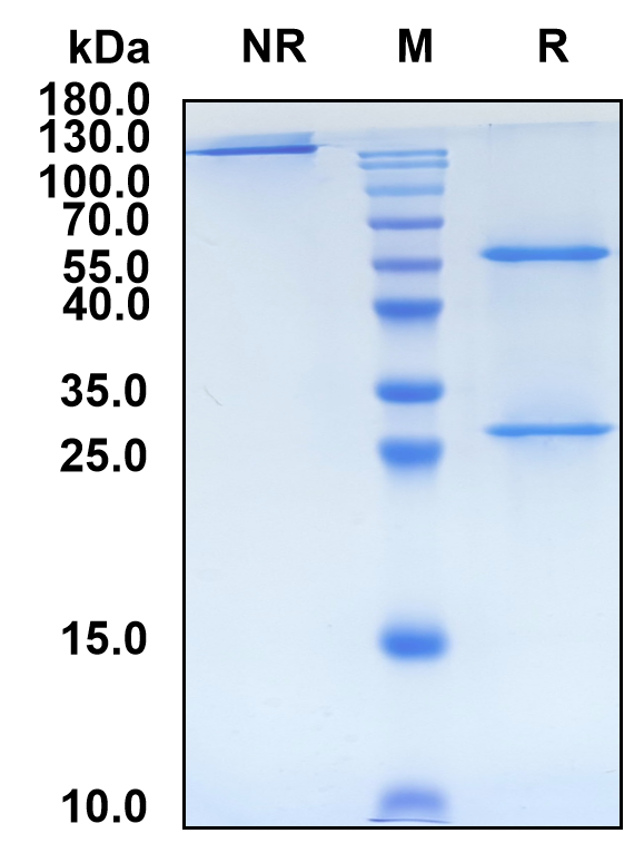 Oloctinebart (Biosimilar Reference Antibody) (LGALS3)