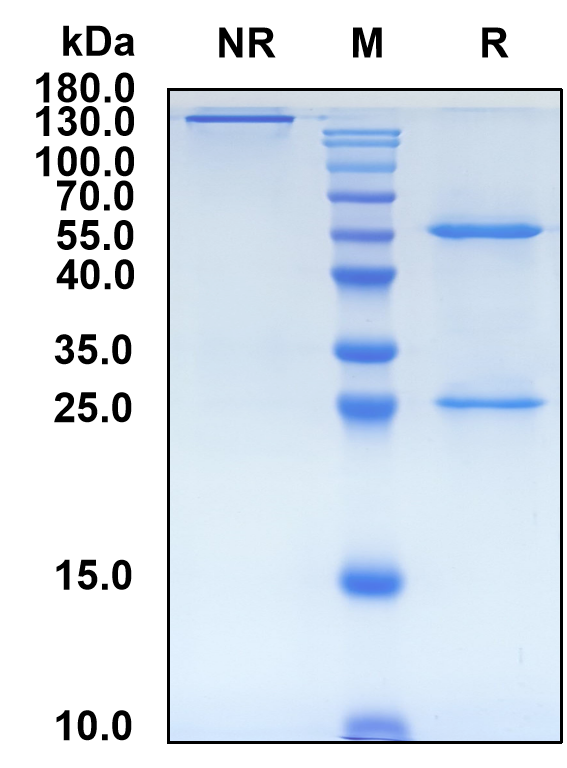 Olokizumab (Biosimilar Reference Antibody) (IL6)