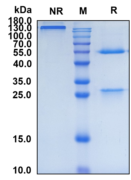 Omalizumab (Biosimilar Reference Antibody) (IGHE)