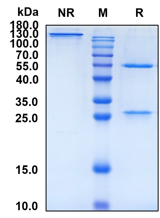 Ontuxizumab (Biosimilar Reference Antibody) (CD248)