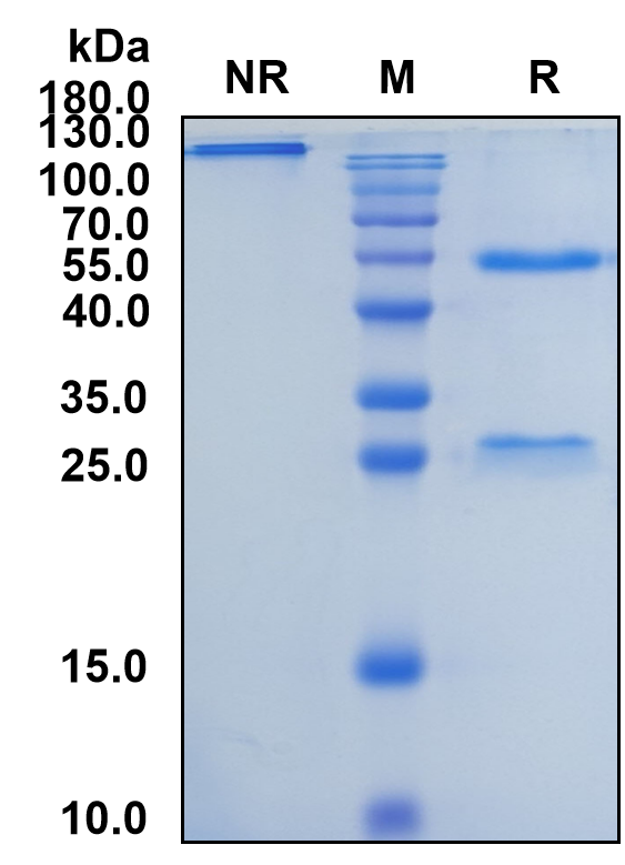 Opicinumab (Biosimilar Reference Antibody) (LINGO1)