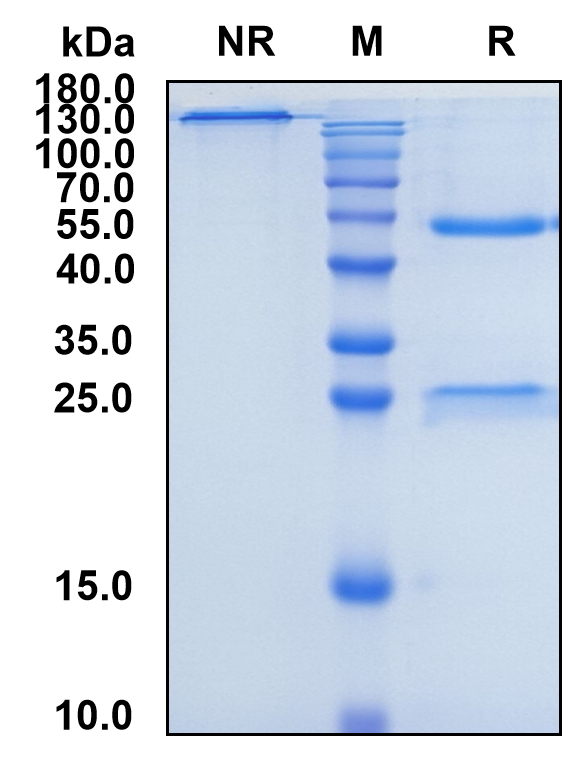 Ordesekimab (Biosimilar Reference Antibody) (IL15)