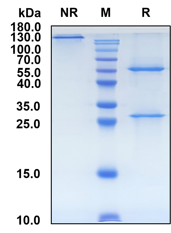 Orilanolimab (Biosimilar Reference Antibody) (FCGRT)