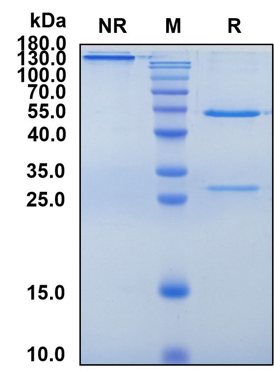 Osemitamab (Biosimilar Reference Antibody) (CLDN18)