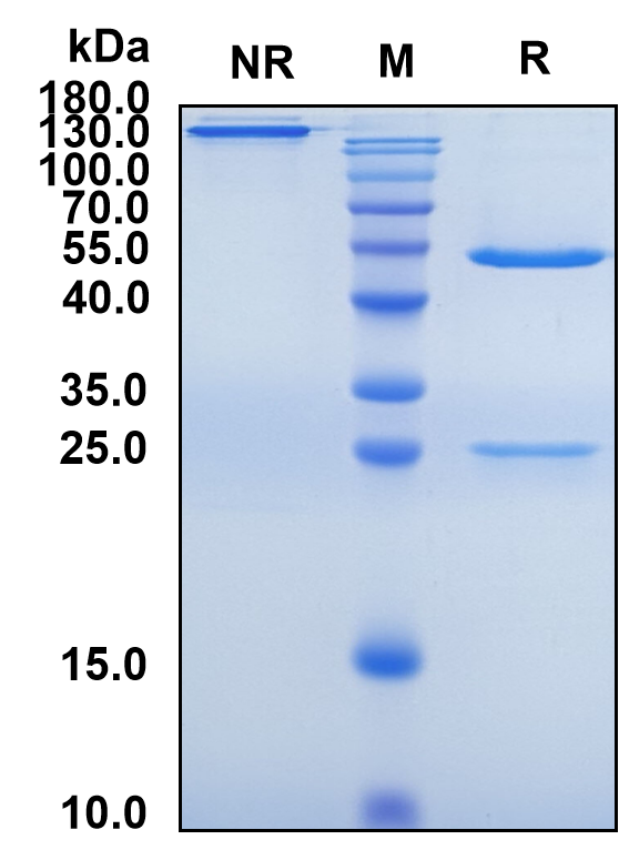 Otelixizumab (Biosimilar Reference Antibody) (CD3E)