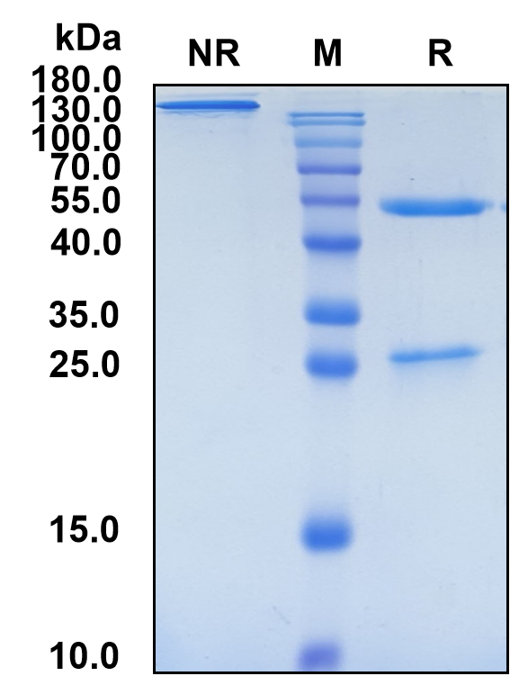 Oxelumab (Biosimilar Reference Antibody) (TNFSF4)