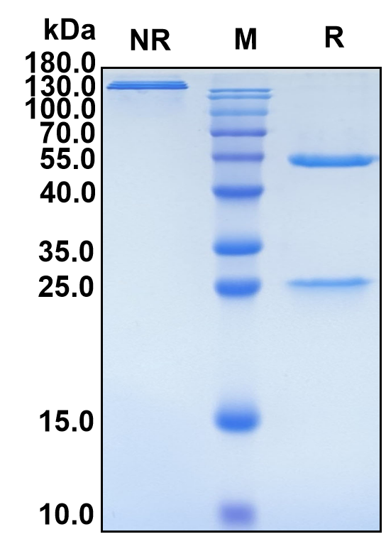Ozuriftamab (Biosimilar Reference Antibody) (ROR2)