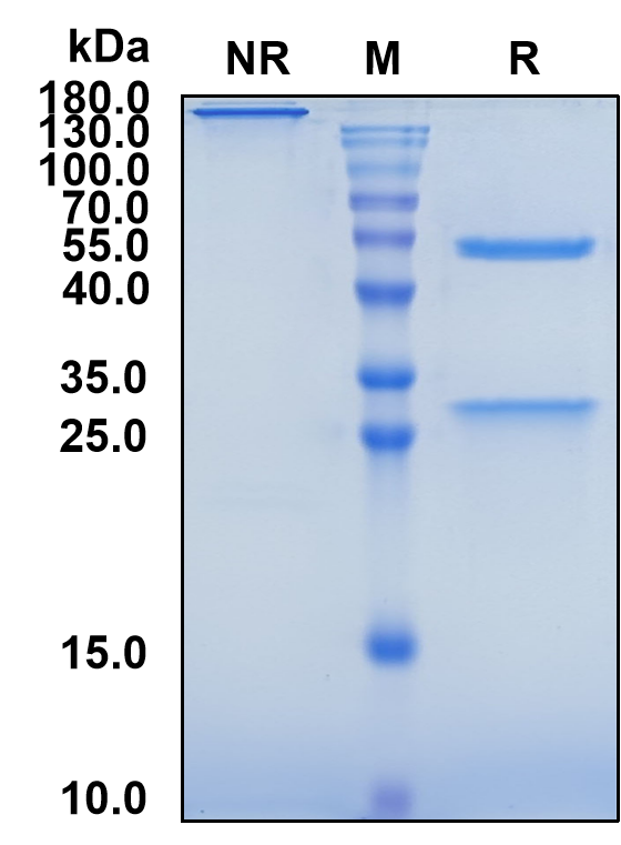 Paridiprubart (Biosimilar Reference Antibody) (TLR4)