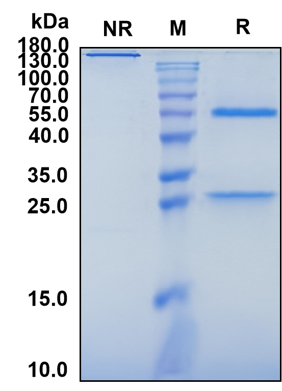 Parsatuzumab (Biosimilar Reference Antibody) (EGFL7)