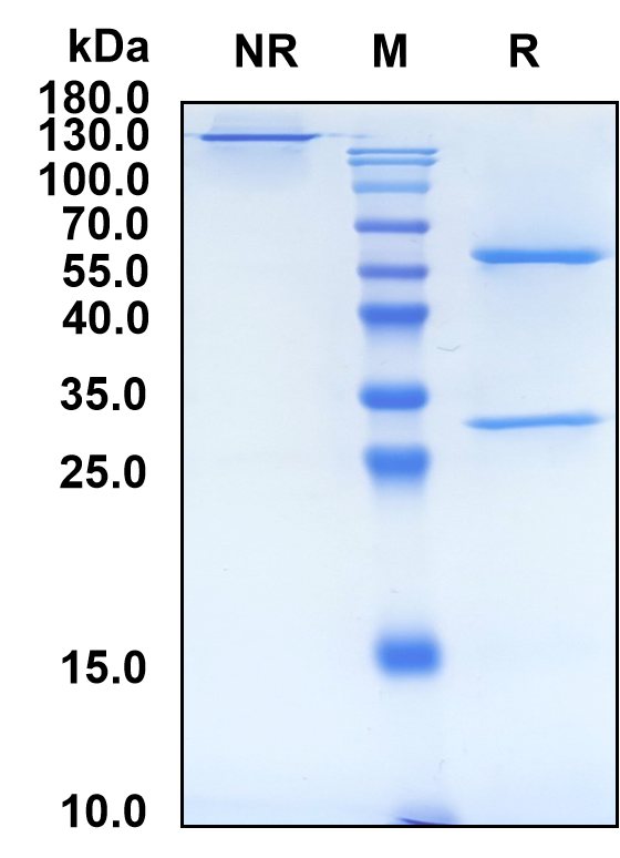 Patecibart (Biosimilar Reference Antibody) (EDNRA)