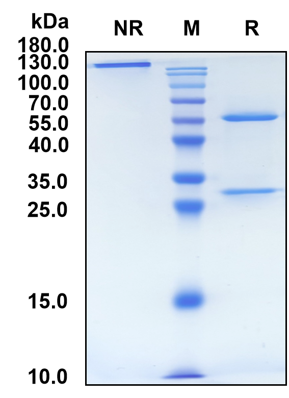 Pepinemab (Biosimilar Reference Antibody) (SEMA4D)