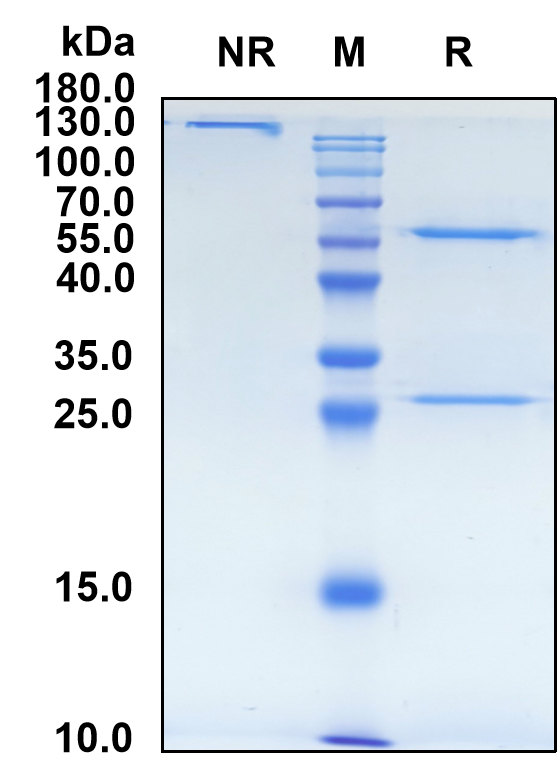 Perenostobart (Biosimilar Reference Antibody) (ENTPD1)