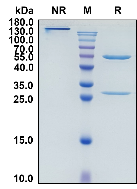 Pinatuzumab (Biosimilar Reference Antibody) (CD22)
