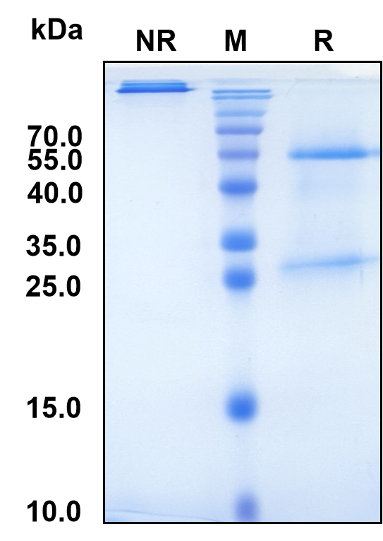 Pivekimab (Biosimilar Reference Antibody) (IL3RA)