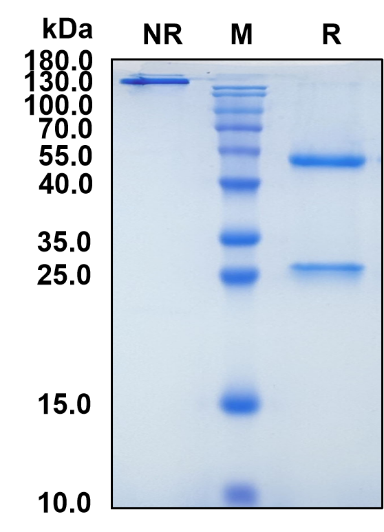 Plozalizumab (Biosimilar Reference Antibody) (CCR2)