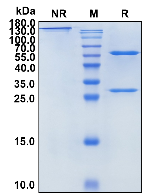 Polatuzumab (Biosimilar Reference Antibody) (AGM6)
