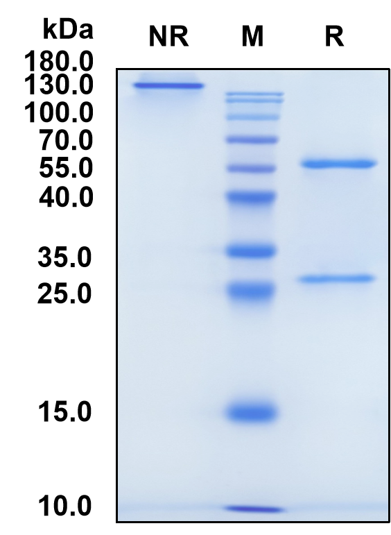 Polzastobart (Biosimilar Reference Antibody) (LILRB2)