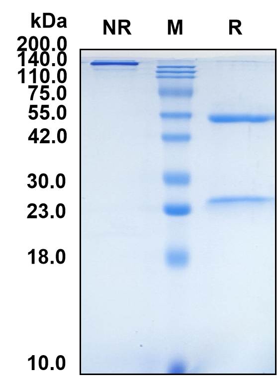 Porgaviximab (Biosimilar Reference Antibody) (Zaire Ebolavirus Glycoprotein)