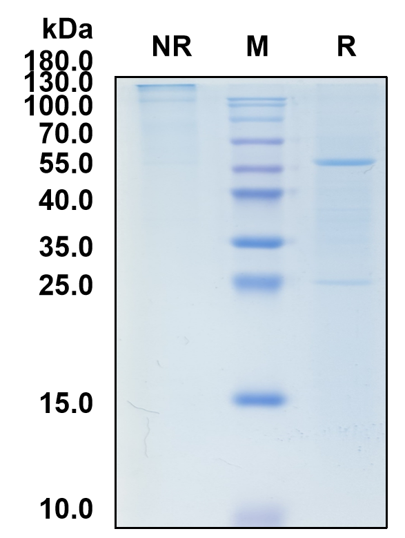 Prafnosbart (Biosimilar Reference Antibody) (ACVR1)