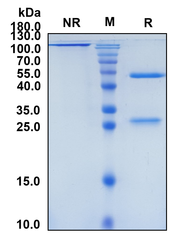 Praluzatamab (Biosimilar Reference Antibody) (ALCAM)