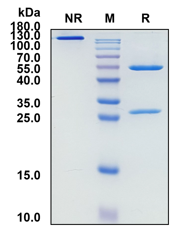 Prezalumab (Biosimilar Reference Antibody) (ICOSLG)