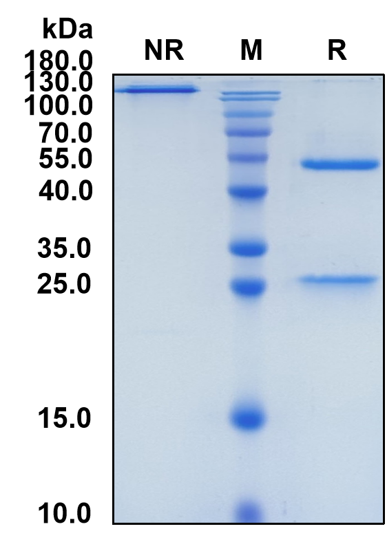 Pritumumab (Biosimilar Reference Antibody) (VIM)