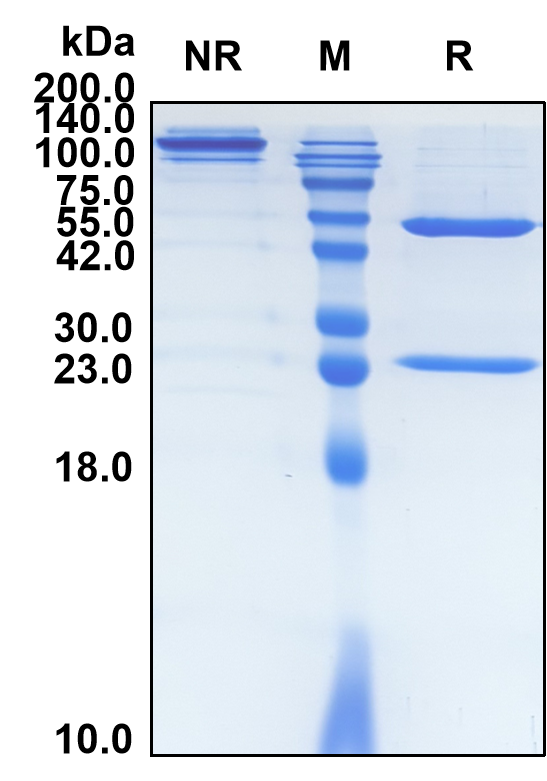 Pulocimab (Biosimilar Reference Antibody) (KDR)