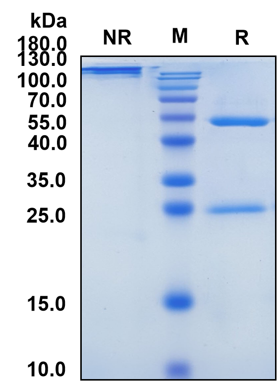 Puxitatug (Biosimilar Reference Antibody) (VTCN1)