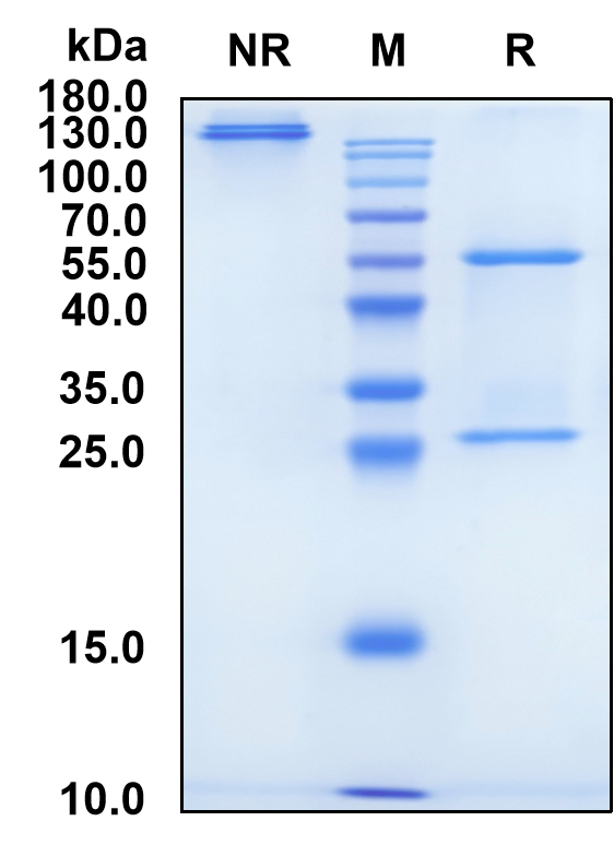Quisovalimab (Biosimilar Reference Antibody) (TNFSF14)