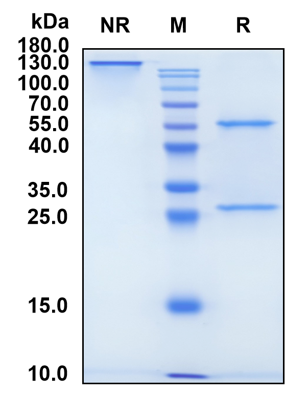 Rademikibart (Biosimilar Reference Antibody) (IL4R)