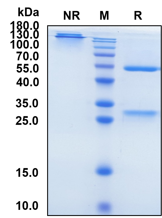 Ragifilimab (Biosimilar Reference Antibody) (TNFRSF18)