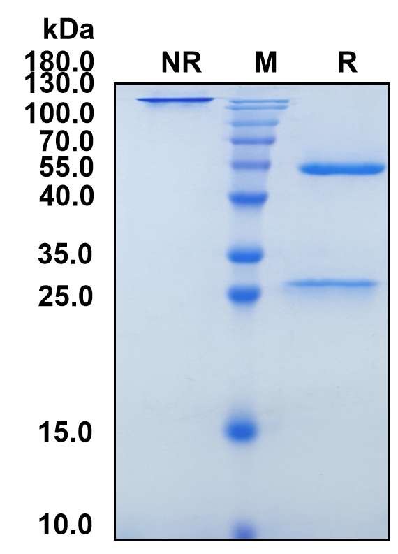 Raludotatug (Biosimilar Reference Antibody) (CDH6)
